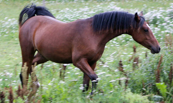 Gylfinir Almandine
