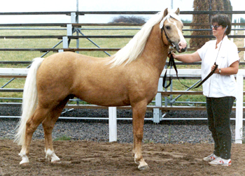 Candide RW 72