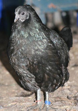 Svarthona