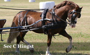 Hingst Sec C
