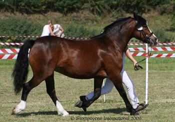 Hafodyrynys Rosemarie